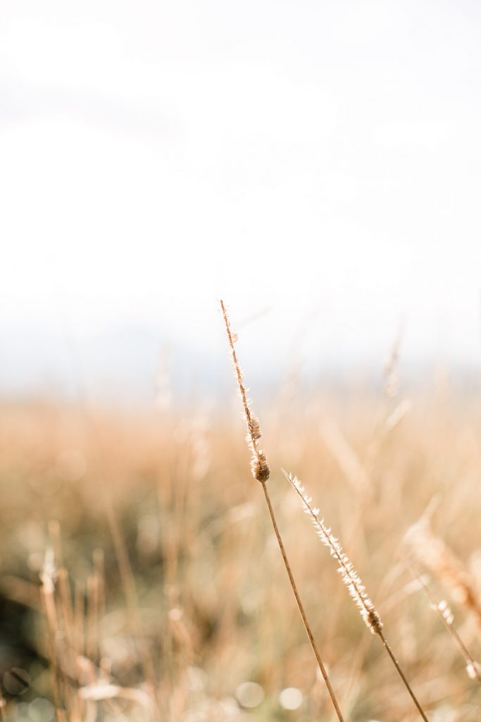 Max Patch, golden grass