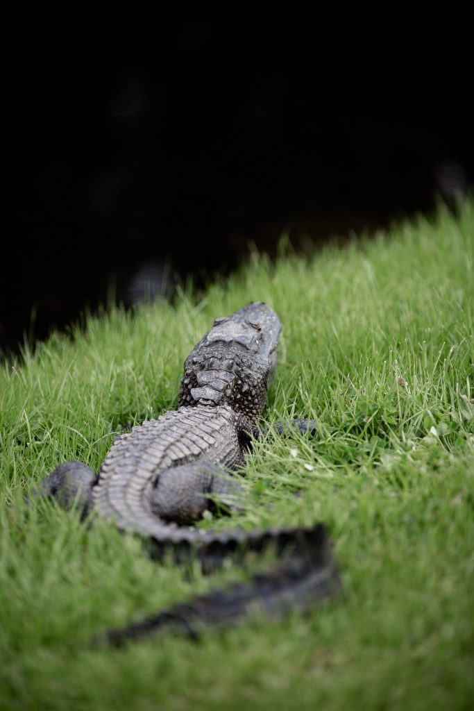 Alligator sunbathing in grass, Middleton Place, Charleston