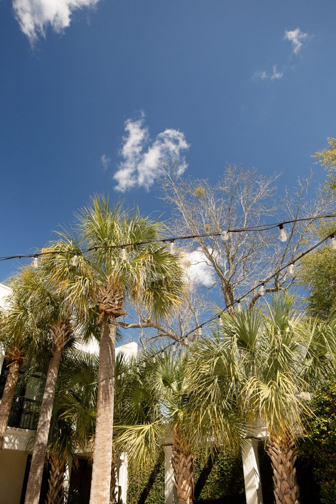 Cannon Green courtyard, blue ksy and palmetto trees