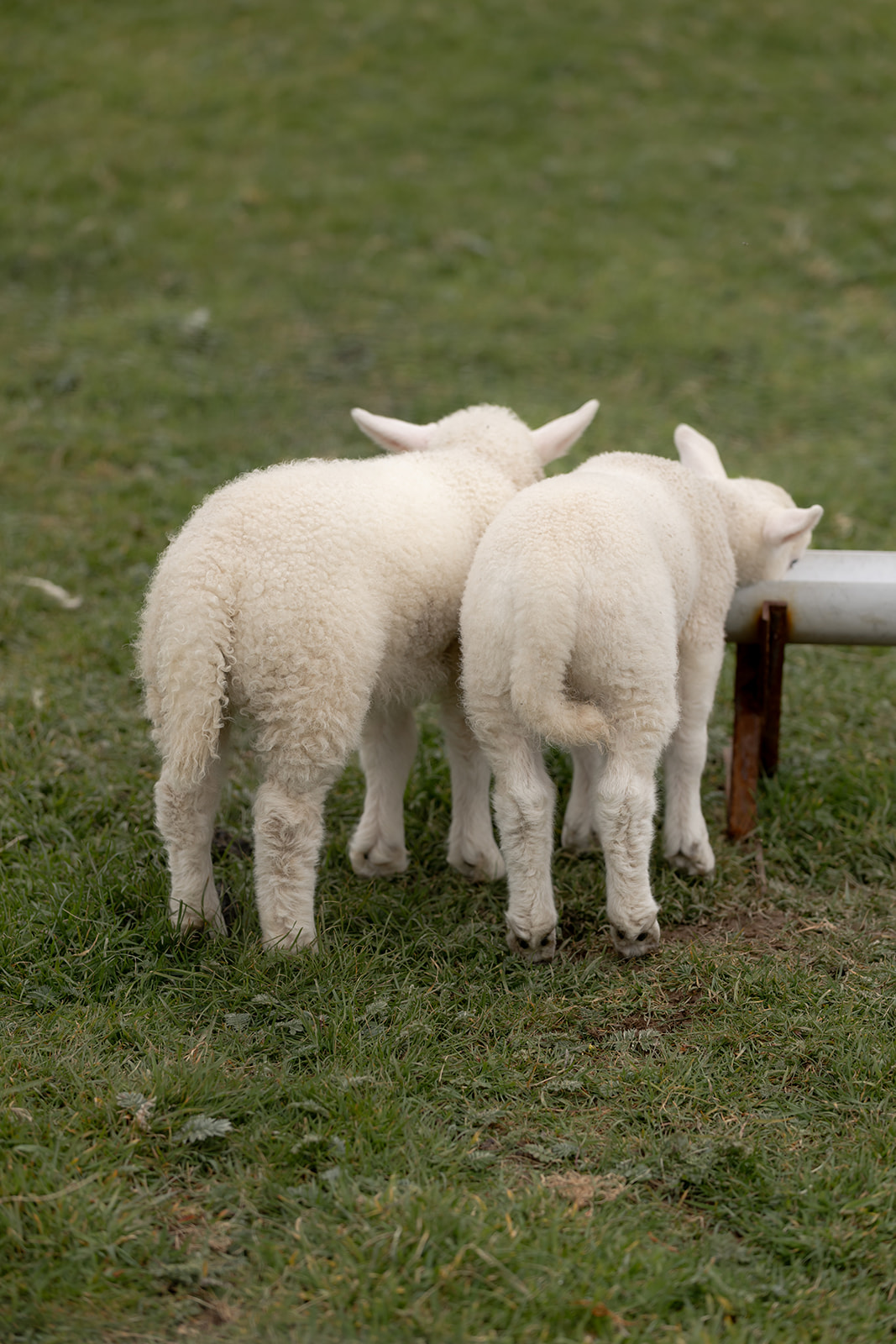 Lambs standing next to each other and drinking