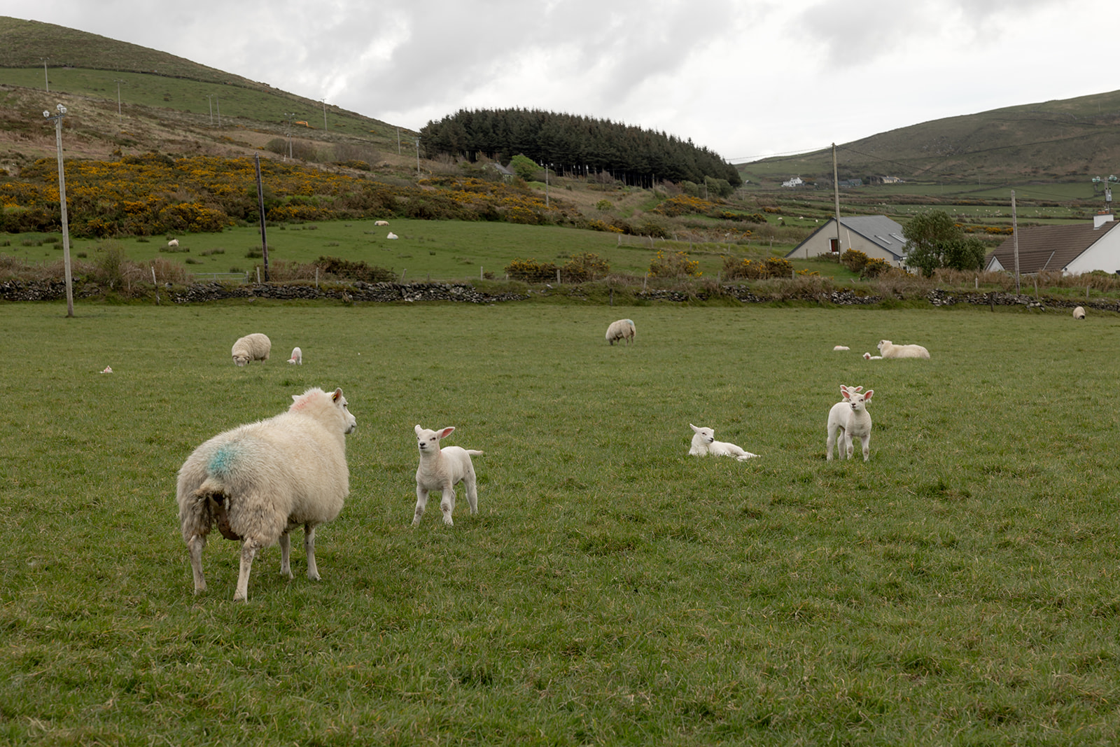 Sheep and lambs on the irish countryside.