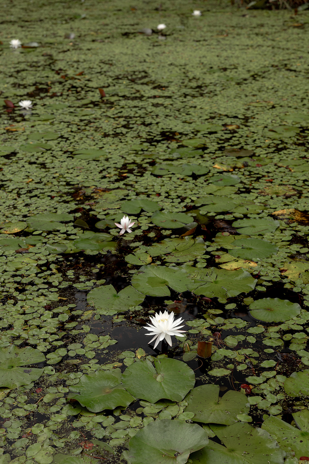 Water lilies at Cypress Gardens