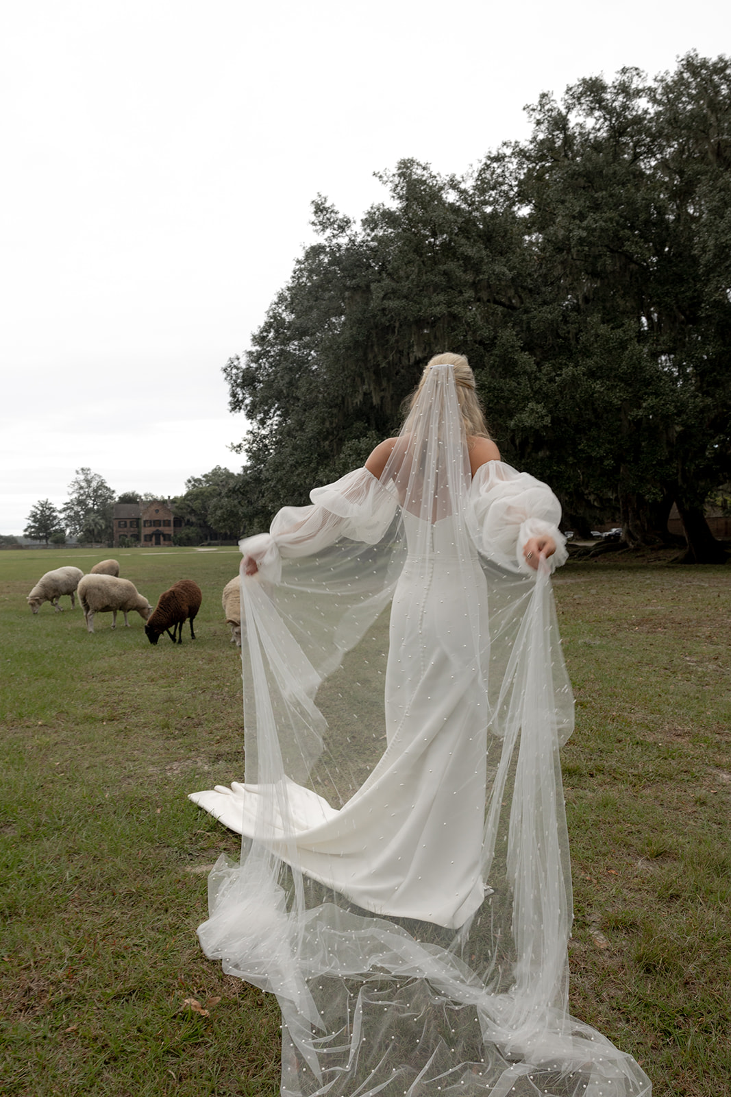 Bride spreading her veil with sheep walking in the background